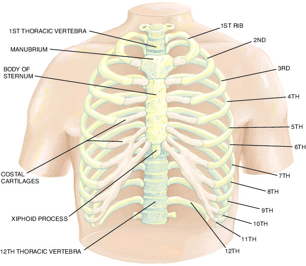 rib Taber's Medical Dictionary