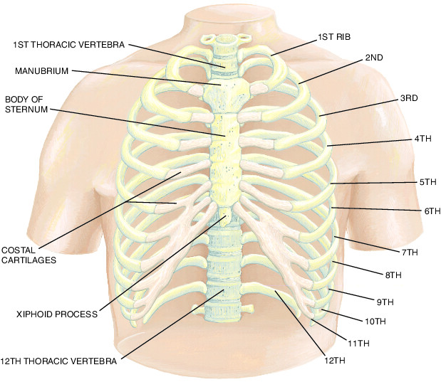 Ribcage: MedlinePlus Medical Encyclopedia Image