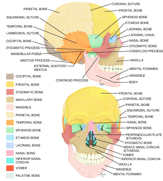 skull Taber's Medical Dictionary